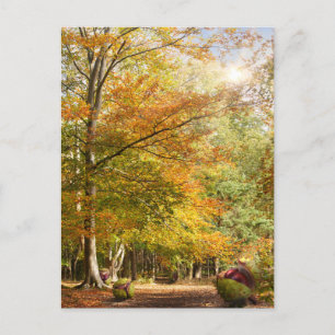 Amazing dawn autumn woodland with massive conkers  postcard