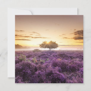 Amazing dawn sunrise single tree & purple heather holiday card