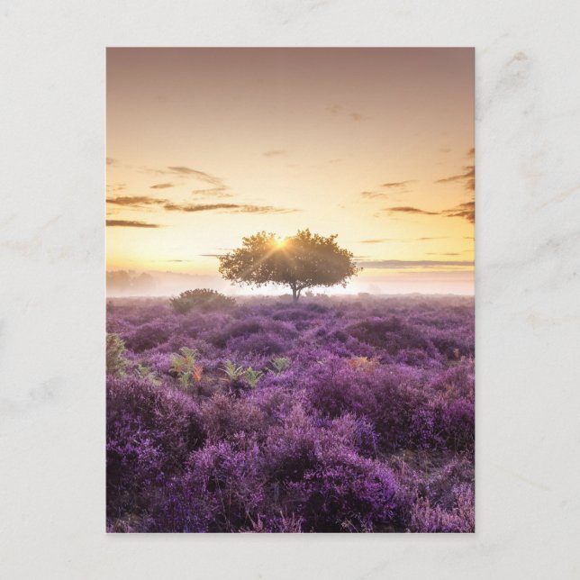 Amazing dawn sunrise single tree & purple heather postcard (Front)