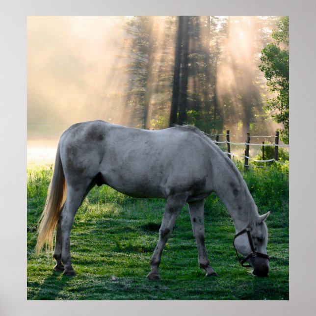 Amazing Graze Poster (Front)