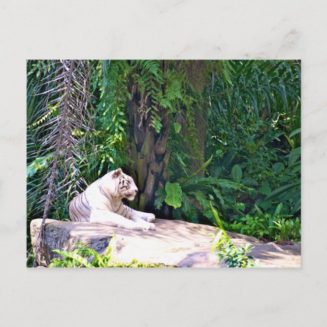 Amazing Great White Tiger Postcard (Front)