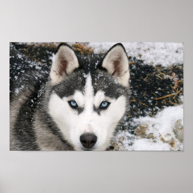 Amazing Husky Poster (Front)