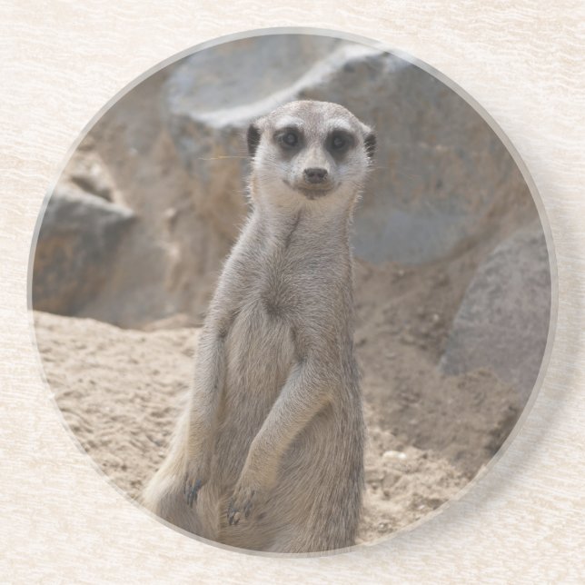 Amazing Meerkat Coaster (Front)