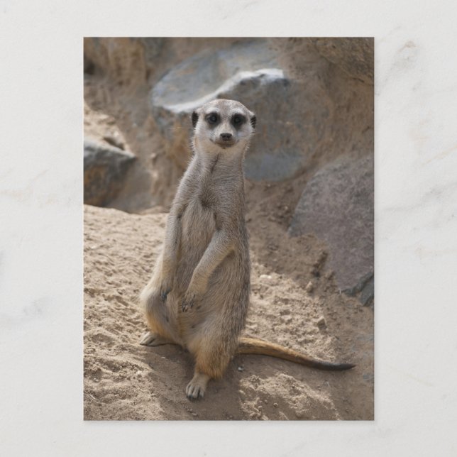 Amazing Meerkat Postcard (Front)