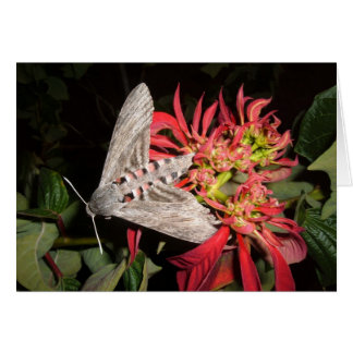 Amazing Moth Picture Taken in Zambia