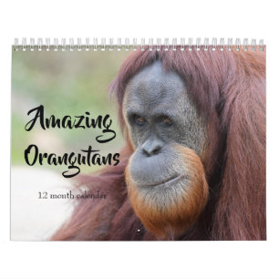 Amazing Orangutans 2025 Calendar