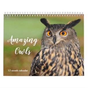 Amazing Owls 2026 Calendar