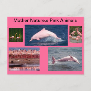 amazing pink display of dolphins and flamingos postcard