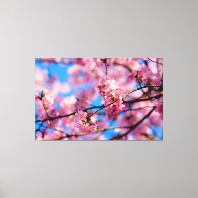 Amazing Pink Sakura And Blue Sky Of Spring Canvas Print (Front)