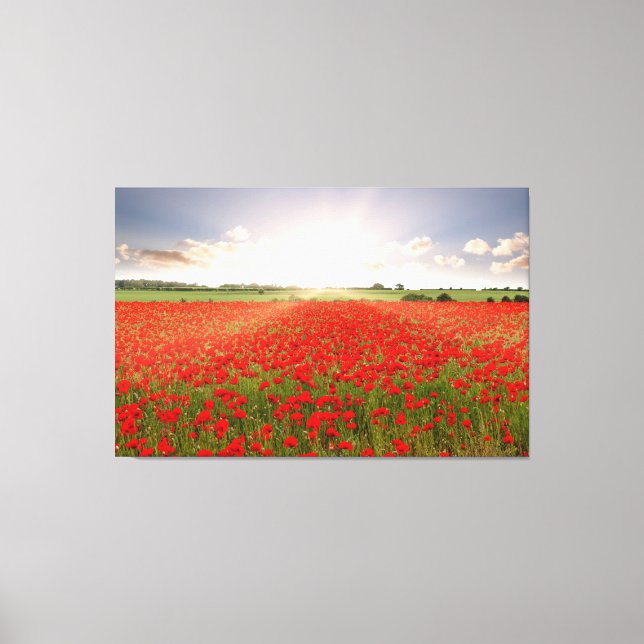 Amazing red poppy field at dawn in Norfolk England Canvas Print (Front)