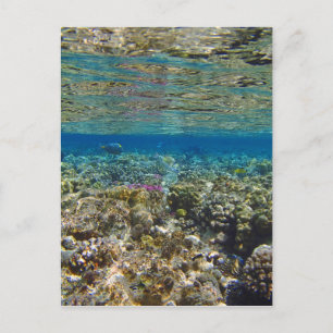 amazing red sea postcard