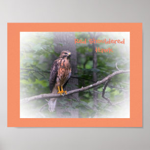 Amazing Red Shouldered Hawk Poster