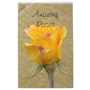 Amazing Roses 2024 Calendar
