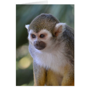 Amazing Squirrel Monkey