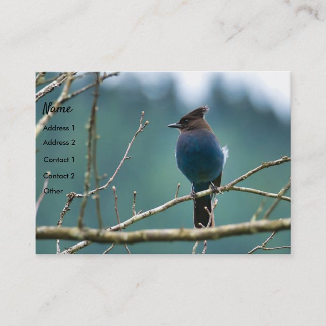 Amazing Stellar Jay Business Card (Front)