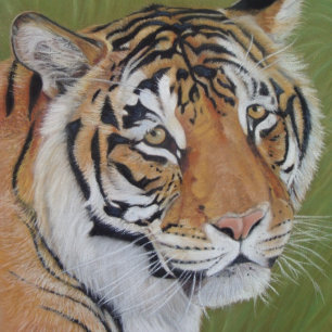 amazing wildlife pictures of big cat tiger  coaster