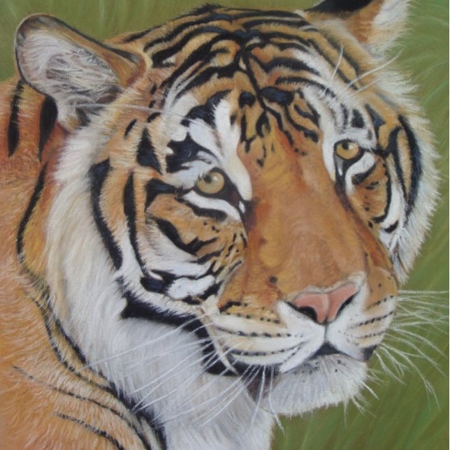 amazing wildlife pictures of big cat tiger  coaster (Creator Uploaded)