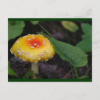 Amazing Yellow Mushroom