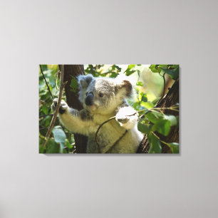 Amazingly cute baby koala in a tree canvas print