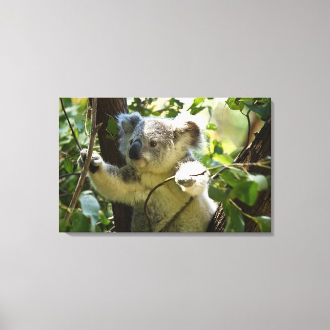 Amazingly cute baby koala in a tree canvas print (Front)