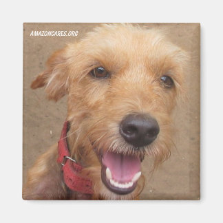 Amazon Humane Society Magnet : Precit Dog Series -
