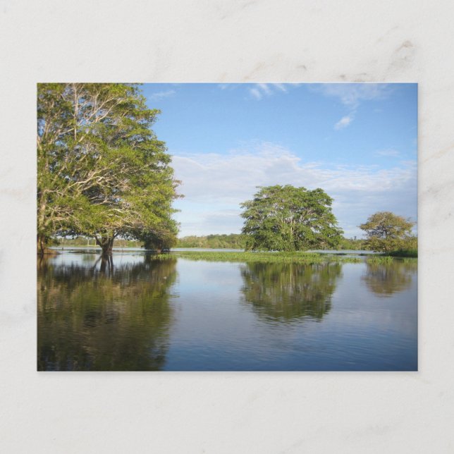 AMAZON RAINFOREST. POSTCARD (Front)