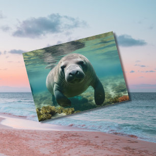 Amazonian Manatee swimming above reef.   Postcard