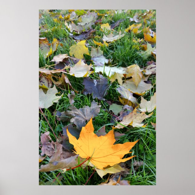 amber coloured leaf poster (Front)