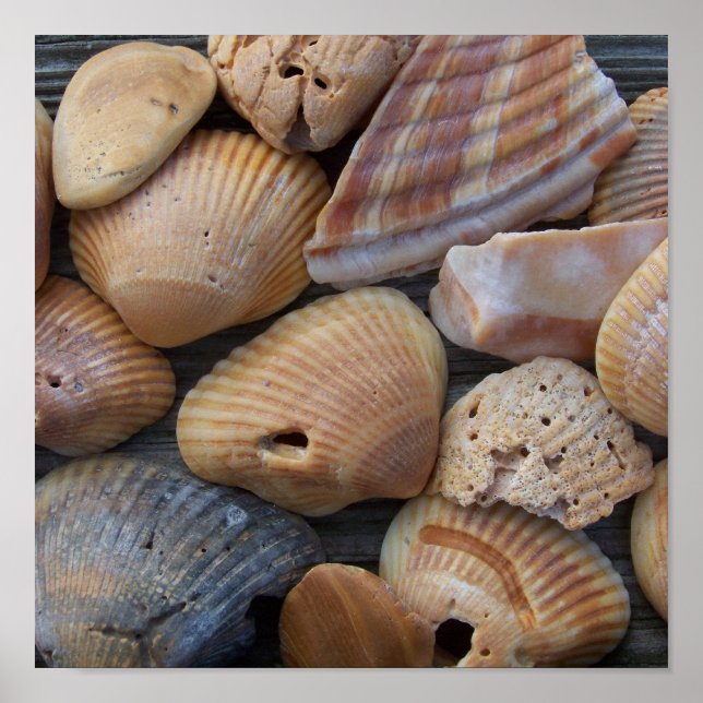 Amber Sea Shells Poster (Front)