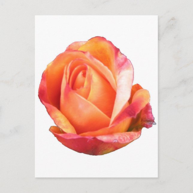 Amber Sunblaze Miniature Rose Postcard (Front)