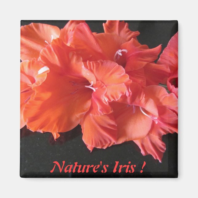 Amber's Iris Frig Magnet ! (Front)