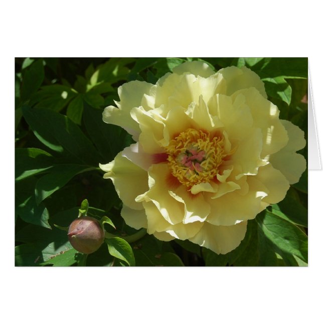 Ambition jaune (Devant horizontal)