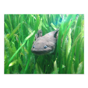 Ambystoma andersoni photo print