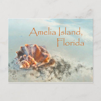 Amelia Island, FL Seashell Carte postale