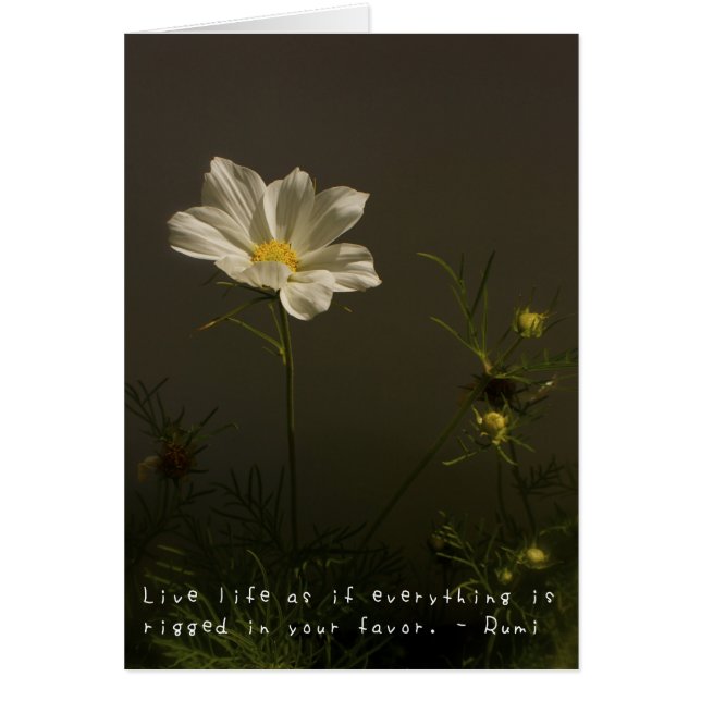 Amelia's Amazing Adventures (Front)