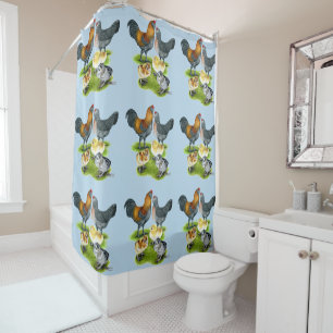 Ameraucana Chicken Family