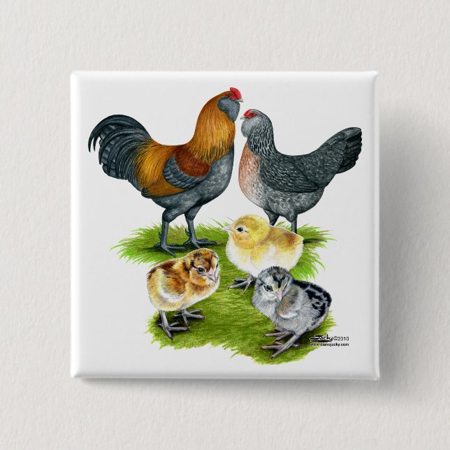 Ameraucana Chicken Family 2 Inch Square Button (Front)