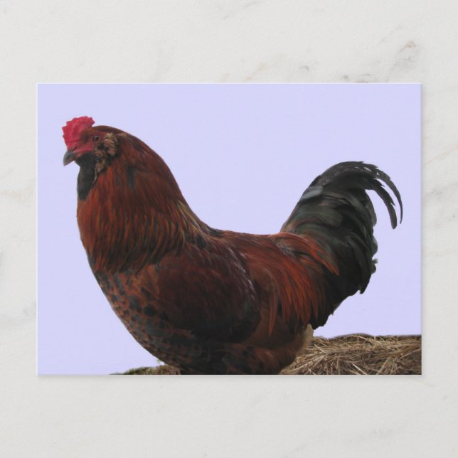 Ameraucana Rooster Postcard (Front)