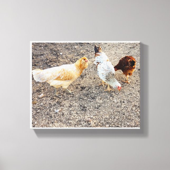 Ameraucanas Canvas Print (Front)