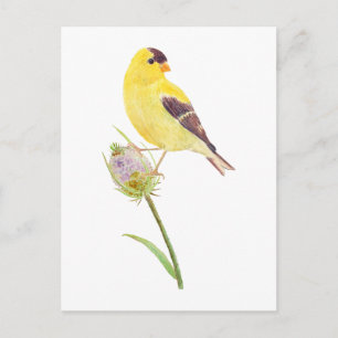 America Goldfinch and Thistle post Card