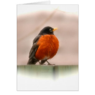 Américain animal Robin d'oiseau