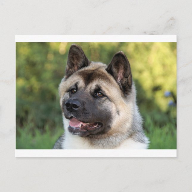 American Akita Dog Postcard (Front)
