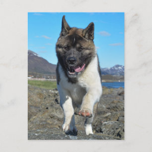 American Akita Postcard