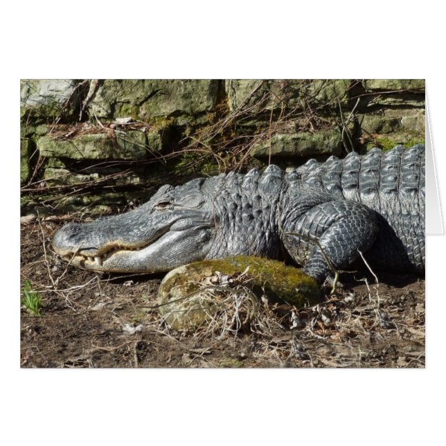 American Alligator (Front Horizontal)
