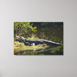 American Alligator Basking in Sun Wildlife Photo Canvas Print