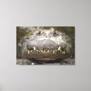 American alligator canvas print