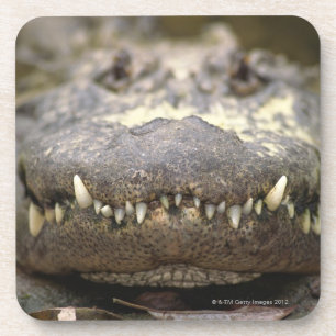 American alligator coaster