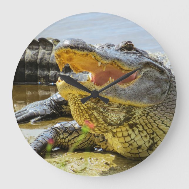 American Alligator face to face Large Clock (Front)
