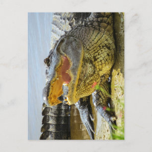 American Alligator  Face to face Postcard