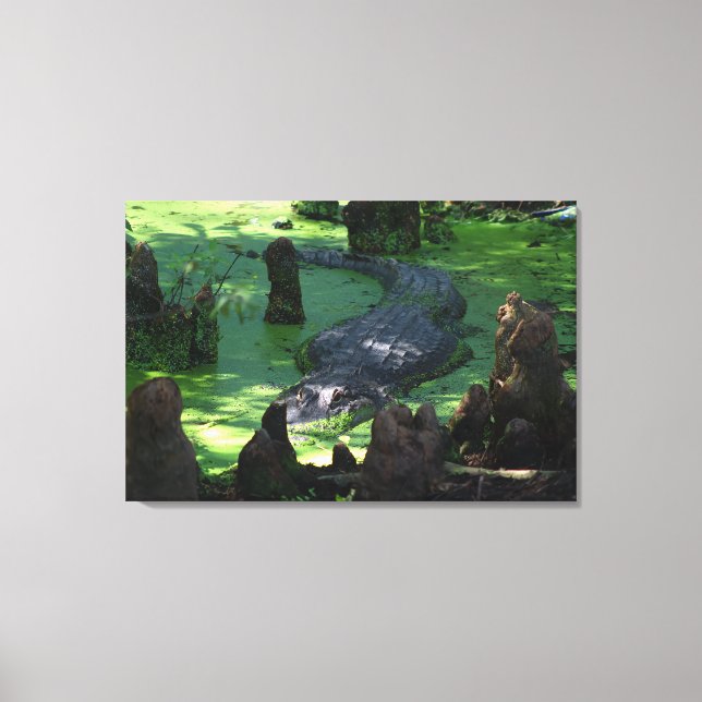 American Alligator In The Swamps Fine Art Photo  Canvas Print (Front)
